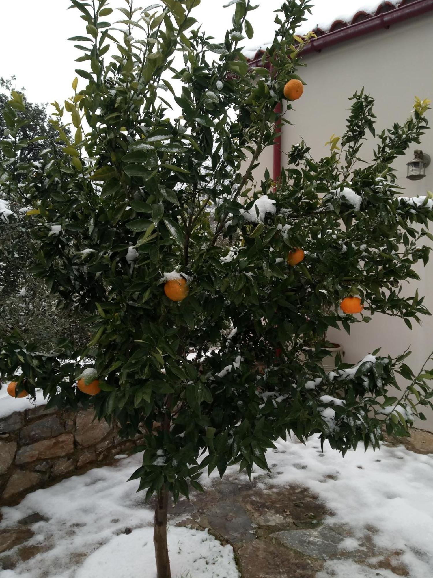 "Villa Kastania" Melidoni, Chania, Crete Bagian luar foto